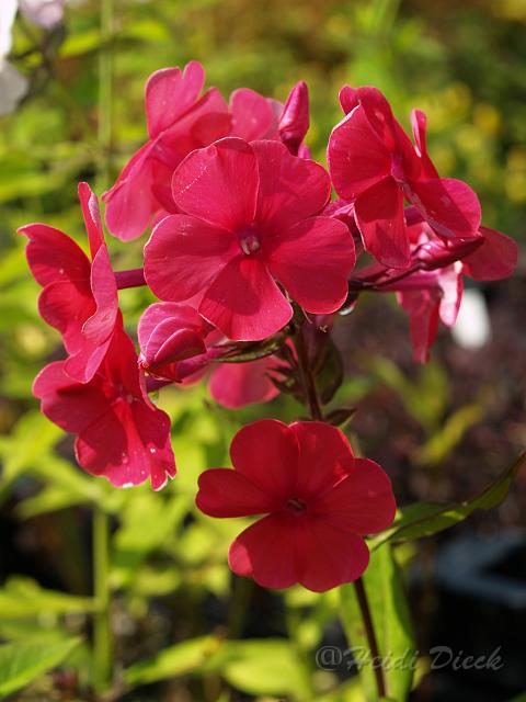 Phlox Rotball.JPG